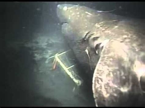 megalodon shark found in japan.